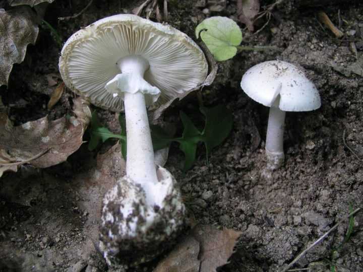 Uscita Micologica per Fotografare la Velenosa Amanita Verna