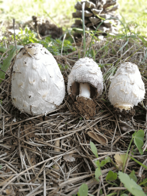 Coprinus comatus