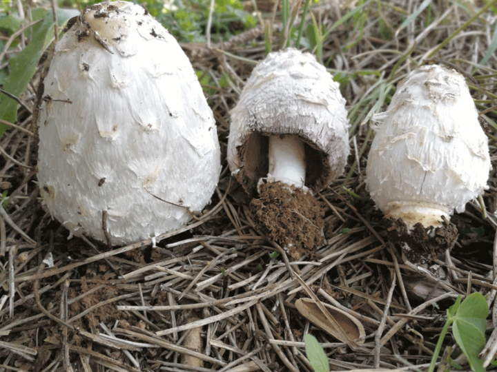 Primi funghi della stagione 2019