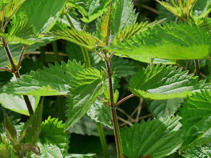 Corso sul riconoscimento delle erbe  commestibili e velenose